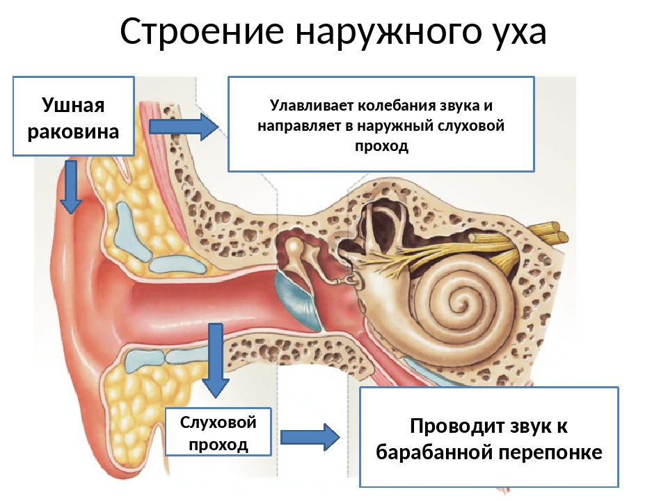 Внешняя ушная раковина. Ушная раковина и наружный слуховой проход. Строение наружного уха. Ушная раковина анатомия строение уха. Ухо строение внешнее.