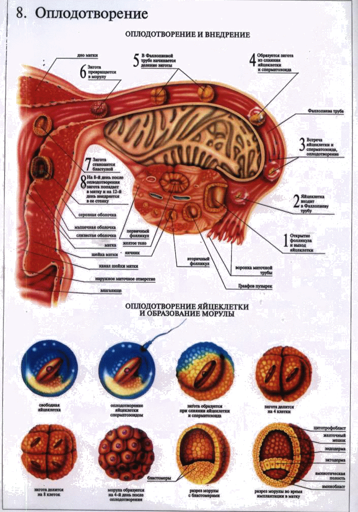 Процесс оплодотворения женщины схема