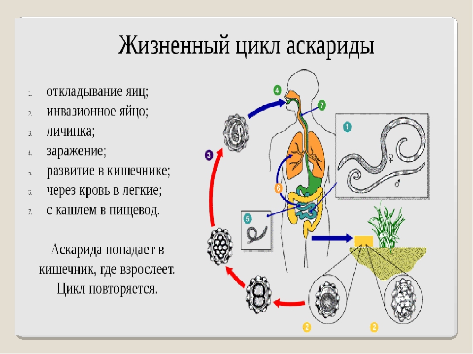 Аскарида жизненный цикл. Цикл аскариды промежуточный хозяин. Стадии жизненного цикла аскариды. Цикл развития круглых червей. Аскаридоз цикл развития.