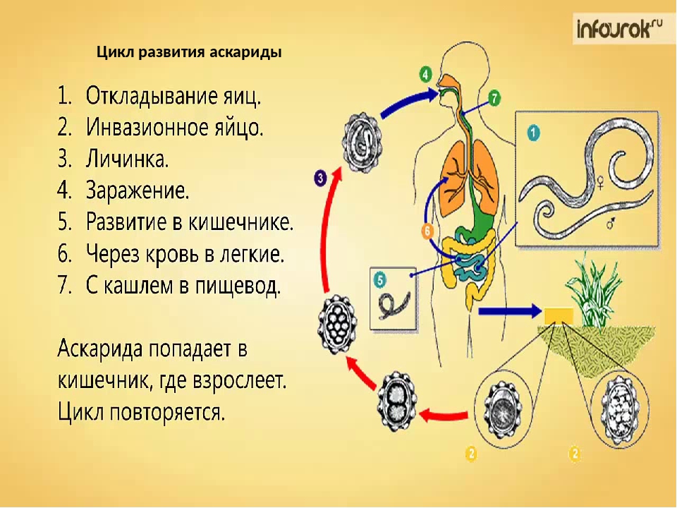 Аскарида и человек тип взаимоотношений. Аскарида строение жизненный цикл. Жизненный цикл аскариды (Ascaris). Тип круглые черви цикл развития аскариды. Жизненный цикл аскариды человеческой схема.