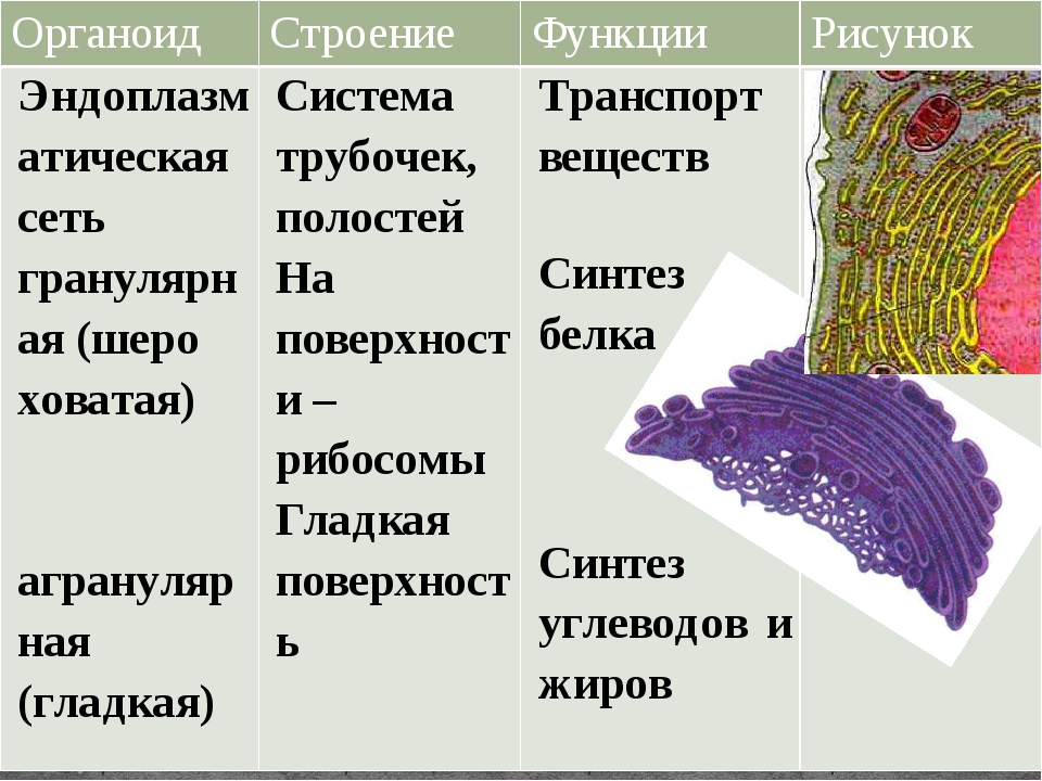 Функциями органоида обозначенного на рисунке. Строение органоидов. Органоиды строение и функции. Структура органоидов. Органоиды-строение органоидов(рисунок)-функции.