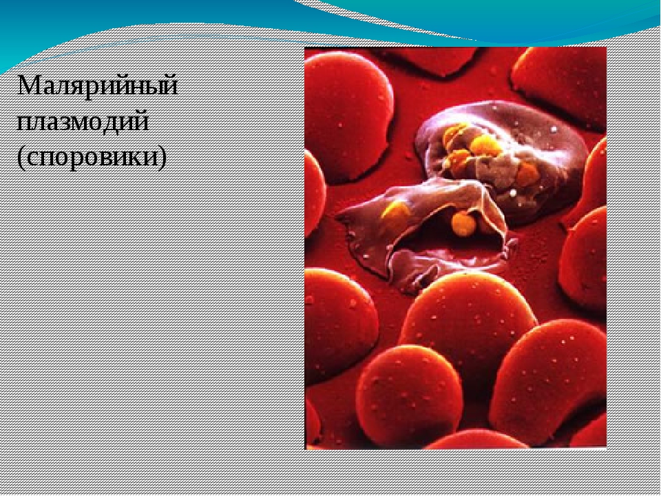 Малярийный плазмодий клетка. Одноклеточный малярийный плазмодий. Малярийный плазмодий возбудитель и паразит. Плазмодии малярии. Малярийный паразит биология.