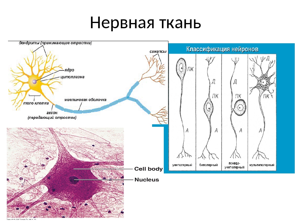 Нервная ткань состоит из собственно нервных клеток. Клетки нервной ткани схема. Схема нервной ткани человека. Нервная ткань синапс. Нервная ткань схема.