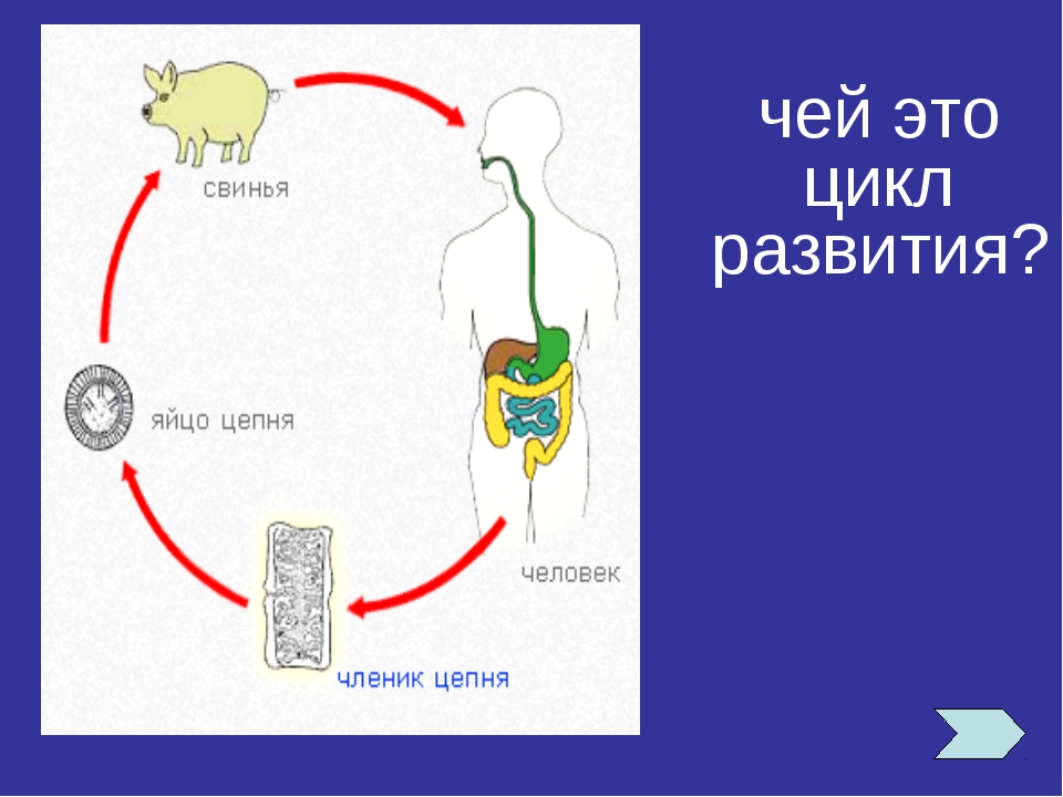 Жизненный цикл власоглава схема