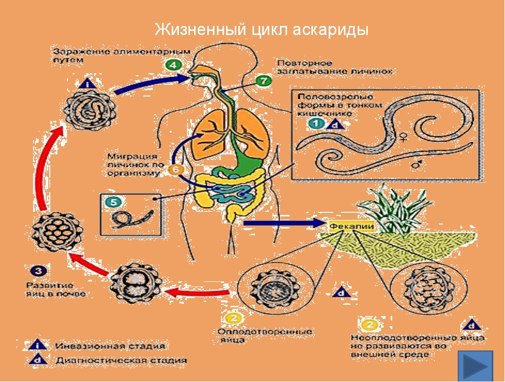 Какой цифрой обозначена на рисунке личинка аскариды в теле человека