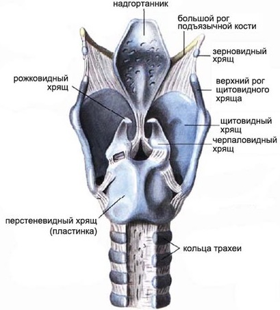 Гортань и глотка. Анатомия, строение, функции, заболевания