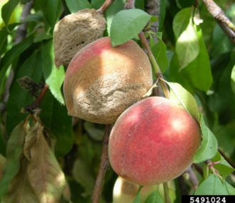 Brown rot of peach.