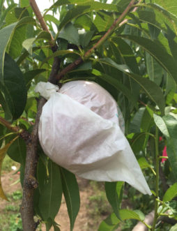 Clemson Fruit Bag developed for the home orchard and hobbyist fruit gardener. Guido Schnabel, ©2015, Clemson University.