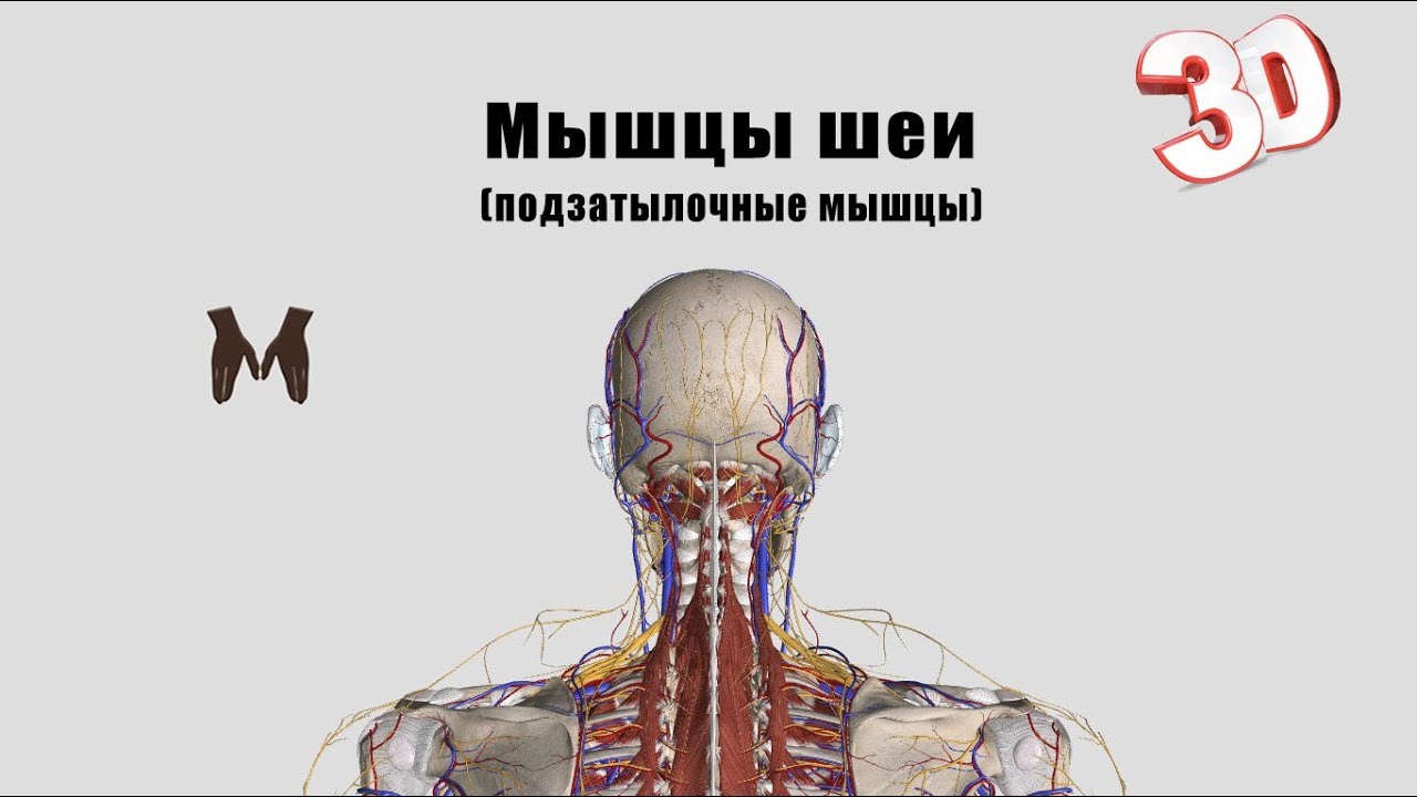 Подзатылочные мышцы. Подзатылочные мышцы шеи. Глубокие подзатылочные мышцы шеи. Подзатылочная группа мышц шеи. Подзатылочные мышцы шеи группы.