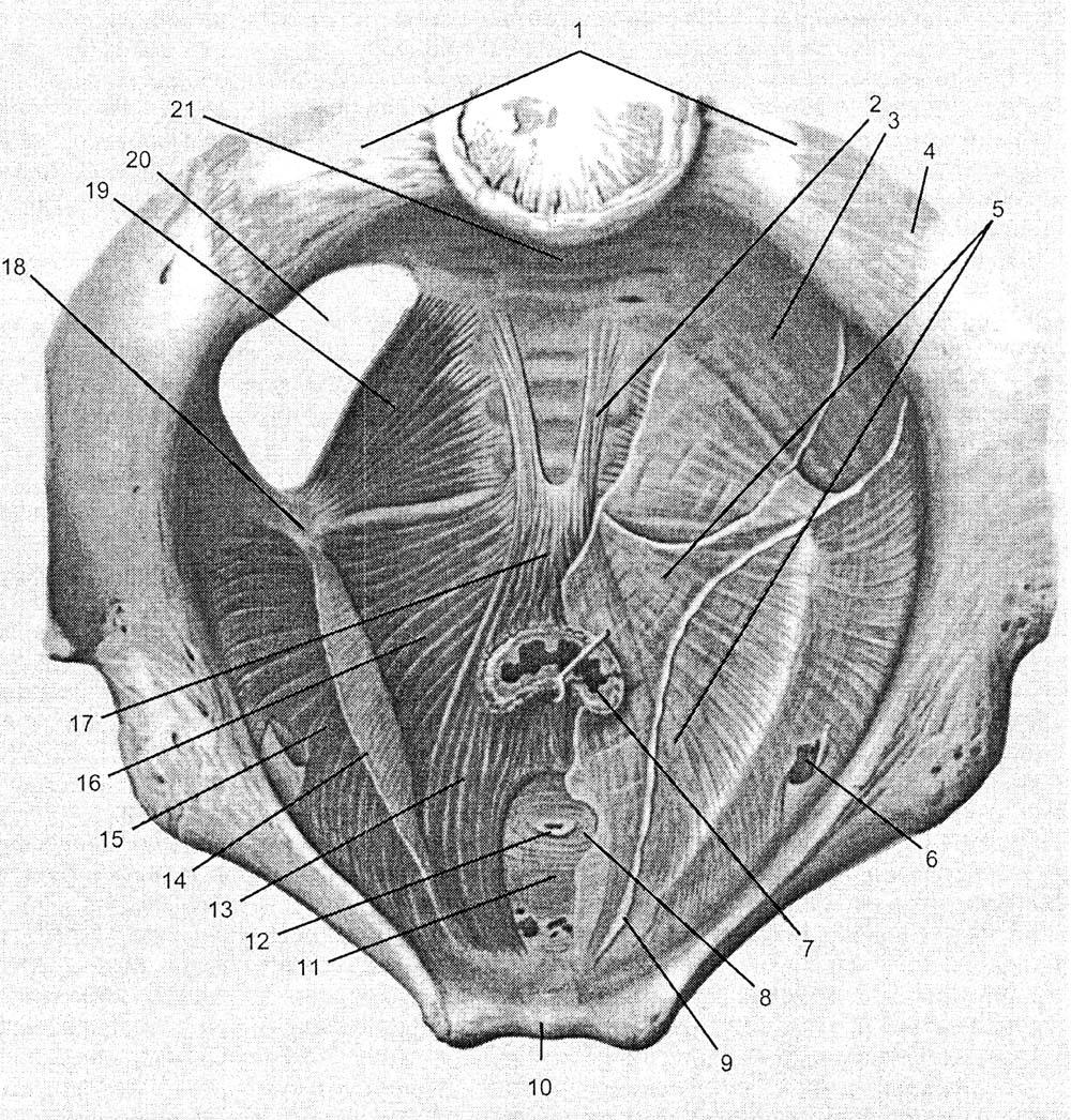 Женские малые половые губы. Мышцы малого таза анатомия строение. Фасции промежности анатомия. Дно малого таза топографическая анатомия. Фасции промежностные анатомия.