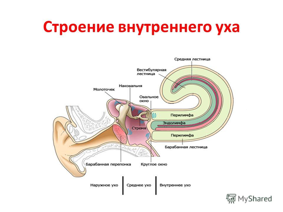 Какой цифрой на рисунке обозначена часть слухового анализатора усиливающая звуковые колебания ответ