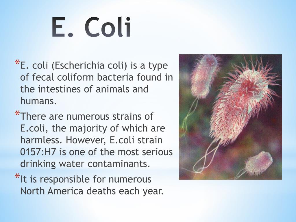 Coli sotwe. Эшерихии коли. Escherichia coli таксономия. Escherichia coli 10 в 4. Эшерихия коли в норме.