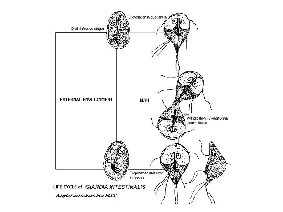 Лямблия тип. Лямблия интестиналис цикл развития. Lamblia intestinalis цикл развития. Цикл развития лямблий схема. Lamblia intestinalis жизненный цикл.