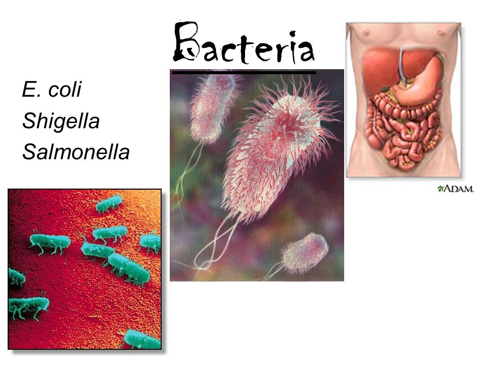 Шигеллез бактерия. Бактерия Shigella. Сальмонелла и шигелла. Shigella flexneri микробиология. Шигеллез сальмонеллез