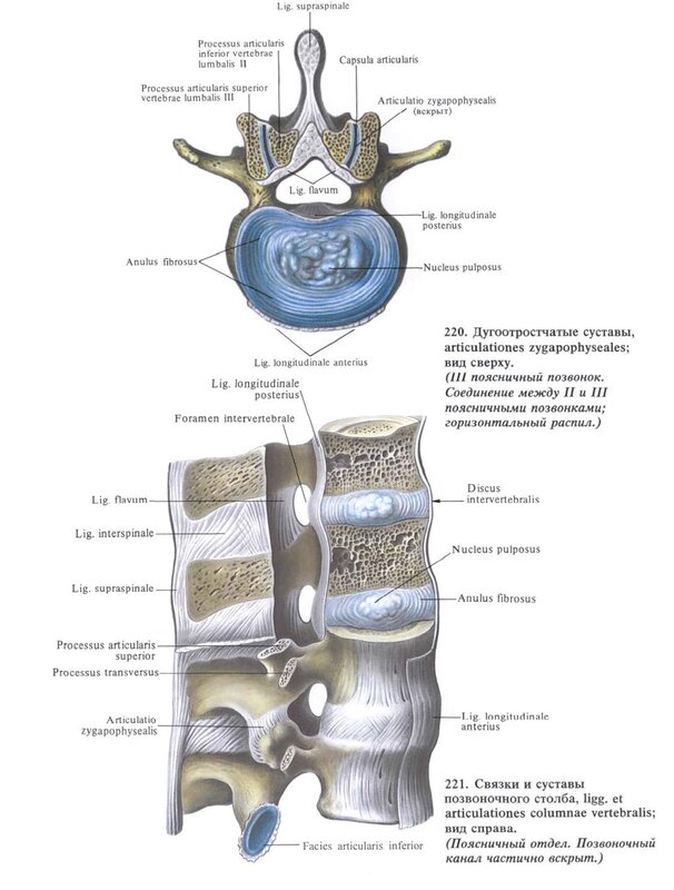 Соединения позвоночника суставы. Соединение суставных отростков позвонков. Дугоотростчатые суставы позвонков. Соединения между позвонками анатомия. Суставы соединяющие позвонки латынь.