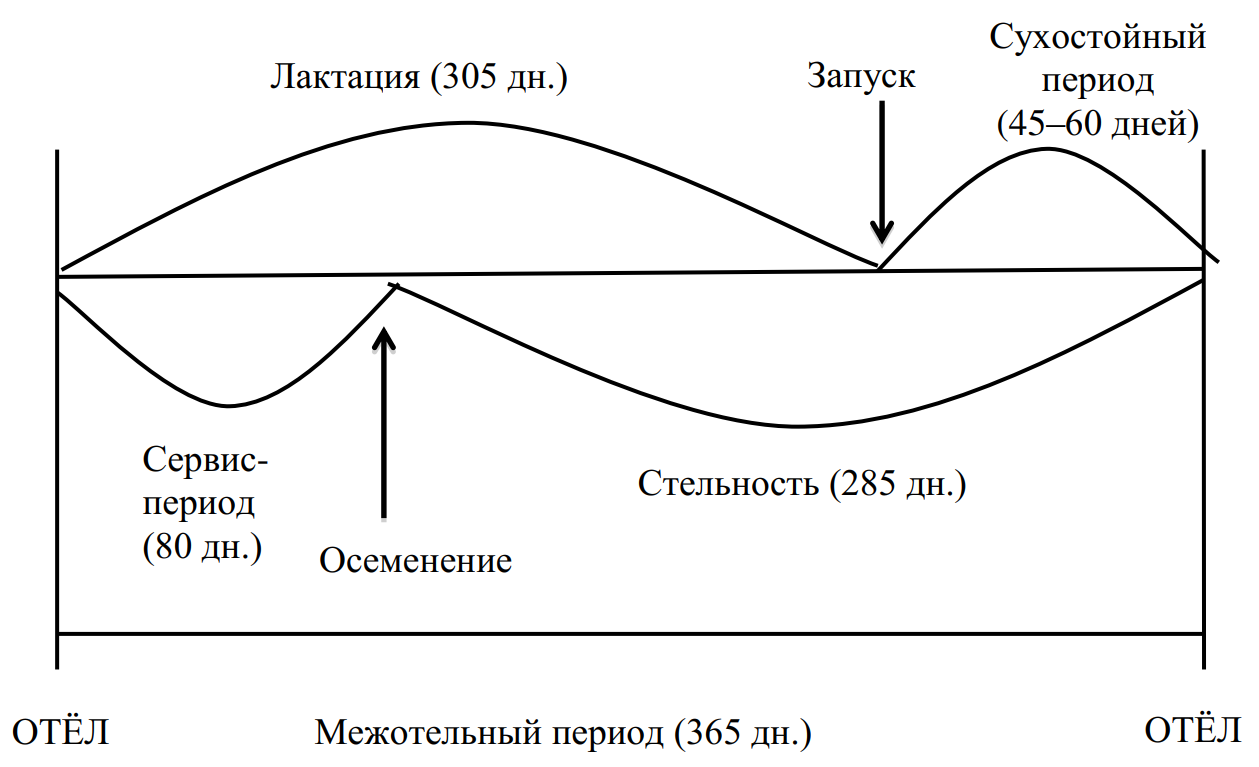 Фазы лактации. Длительность сухостойного периода у коров. Схема лактации коровы. Годовой цикл деятельности коровы. Периоды лактации коров схема.