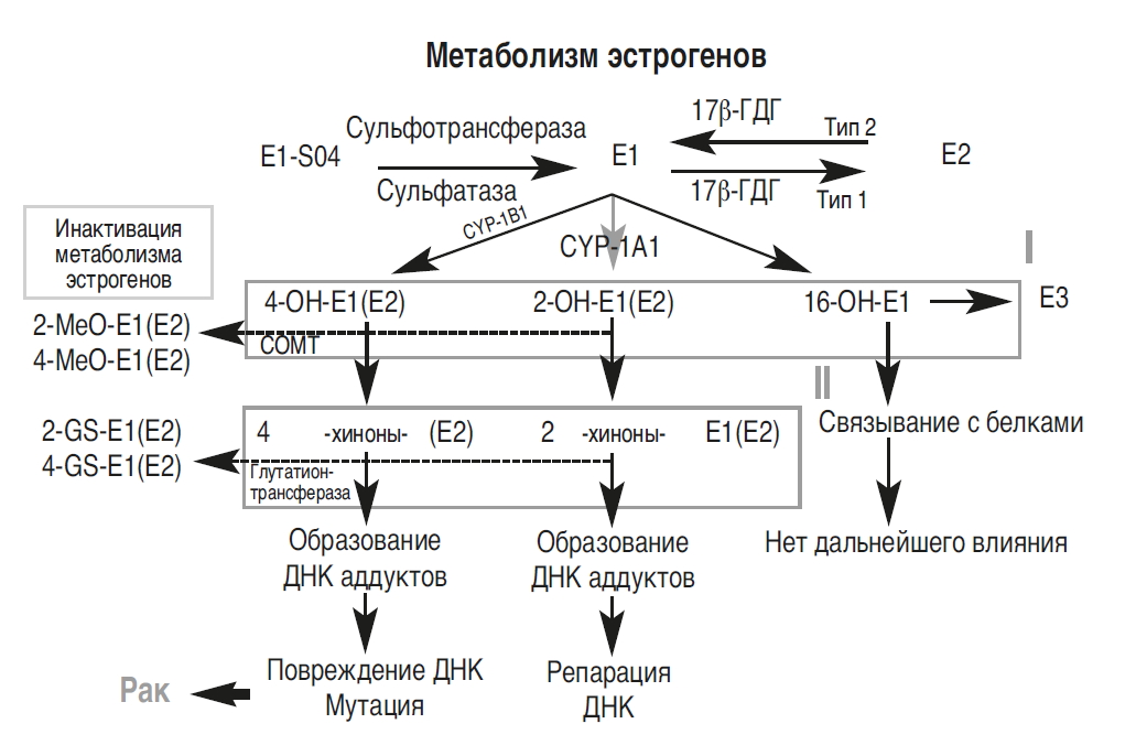 Обмен веществ гормоны. Метаболизм эстрогенов схема. Схема метаболизма половых гормонов. Синтез и метаболизм эстрогенов. Нарушение метаболизма половых гормонов.