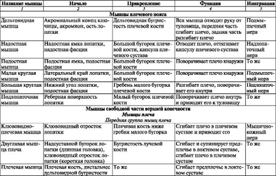 Мышцы начало прикрепление функция. Мышцы пояса верхней конечности таблица. Мышцы свободной верхней конечности таблица. Мышцы верхних конечностей и их функции таблица. Мышцы верхней конечности таблица.