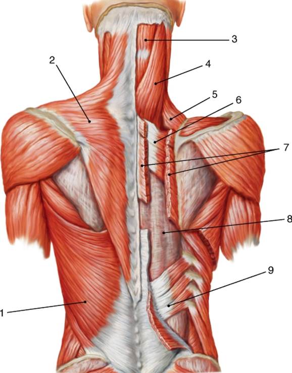 Спина мышцы. Мышцы спины анатомия. Анатомия человека мышцы шеи и спины. Анатомия спины человека мышцы и связки. Миология мышцы спины анатомия.