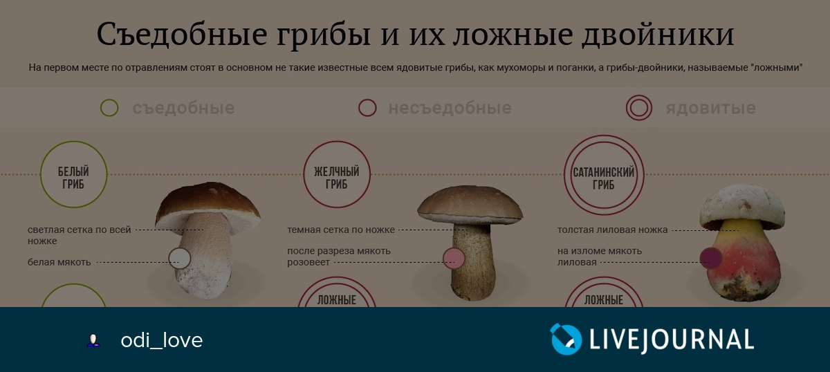 Как отличить съедобный гриб от несъедобного. Ядовитые двойники съедобных грибов. Ложные грибы двойники. Ложные грибы ядовитые. Съедобный белый гриб опасный двойник.