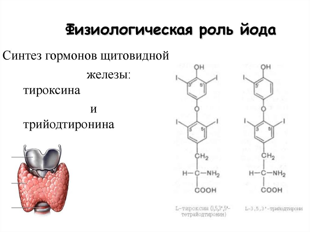 Гипофункция тироксина. Схема выработки гормонов щитовидной железы. Метаболизм тиреоидных гормонов схема. Физиологическое действие гормонов щитовидной железы. Механизм синтеза гормонов щитовидной железы.
