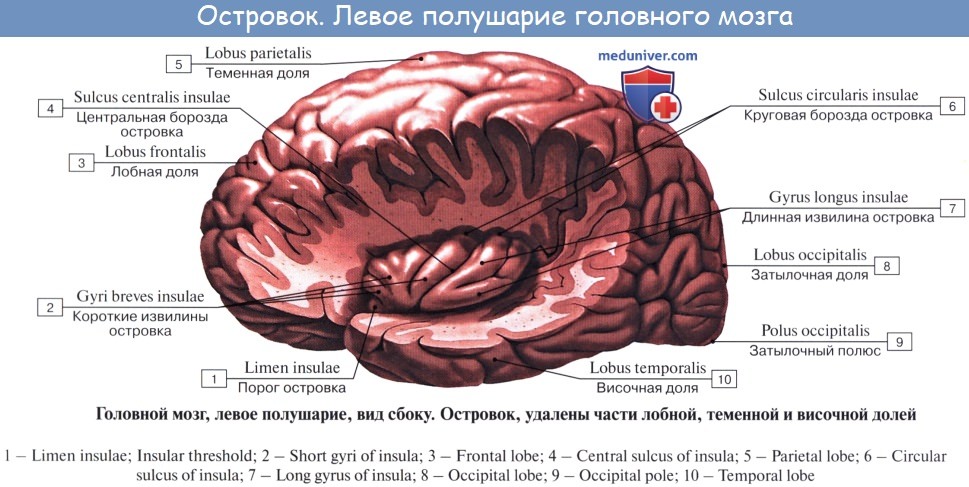 Воспаление головного мозга латынь. Борозды лобной доли мозга. Борозды лобной доли анатомия. Доли полушарий головного мозга островковая.