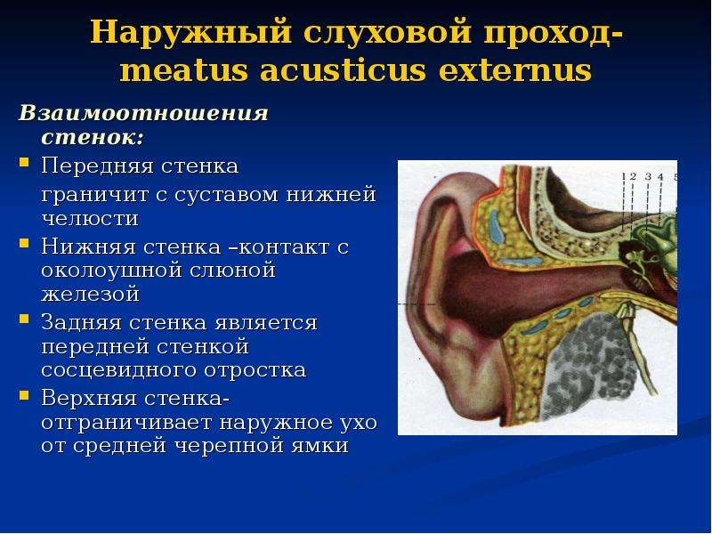 Наружный слуховой проход. Стенки слухового прохода анатомия. Стенки наружного слухового прохода анатомия. Наружный слуховой проход санториниевы щели. Наружный слуховой проход анатомия стенки.