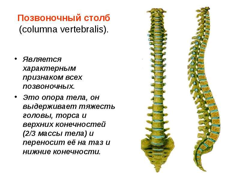 Какие позвоночные