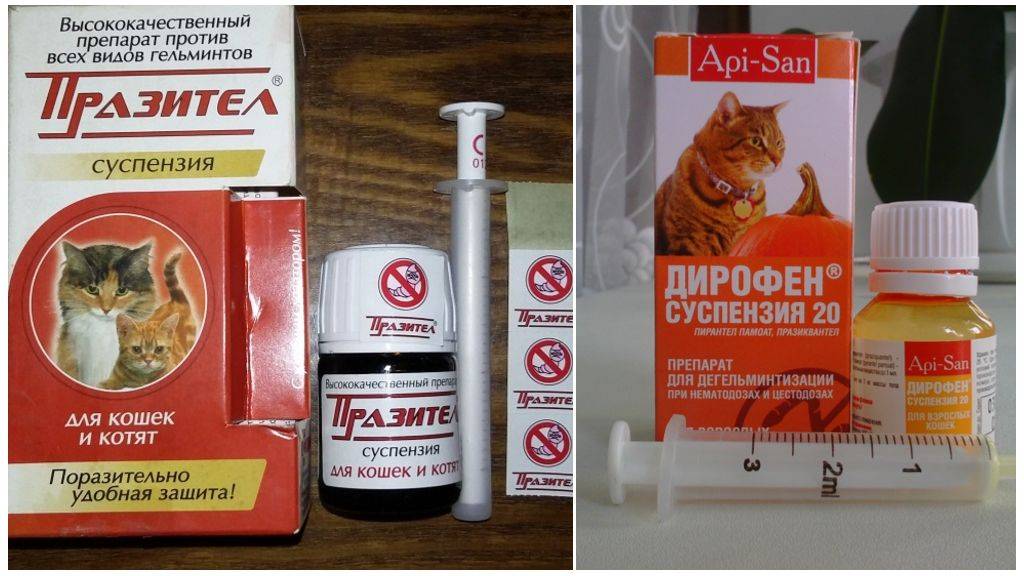 Можно ли кошке обезболивающее. Лекарство против глистов у кошек. Препараты против глистов для кошек. Паразитарные препараты для кошек.