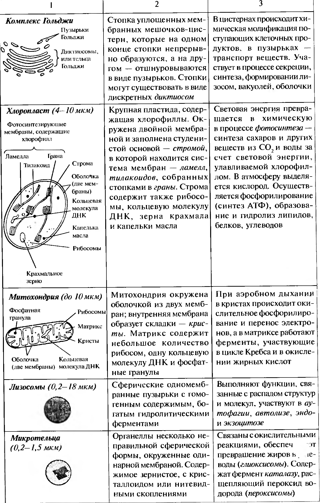 Клетки особенности строения функции таблица. Строение клетки органеллы строение функции таблица. Таблица строение клетки органоиды строение функции. Строение клетки функции органоидов клетки таблица. Клетка растительная строение и функции органоидов клетки таблица.