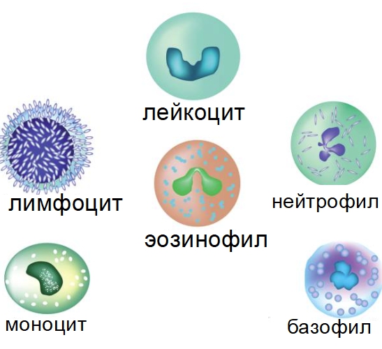 Иммунные клетки человека