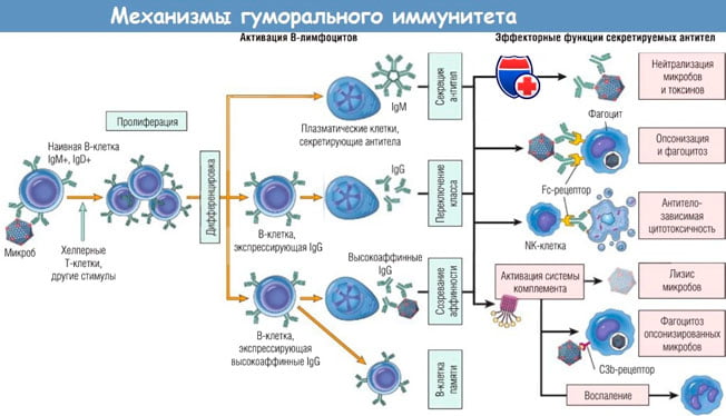 Гуморальный иммунитет