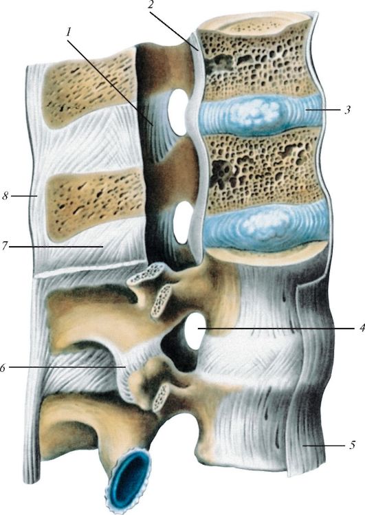 Между позвонками. Соединение позвонков вид сбоку. Связочный аппарат позвоночника анатомия. Соединения позвоночного столба синдесмозы. Позвоночный столб соединения позвонков.
