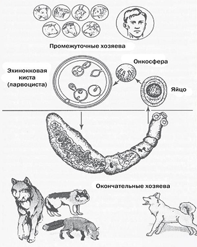 Жизненный цикл