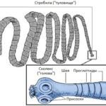 Строение паразита