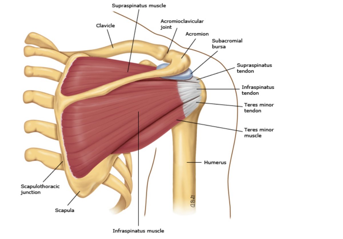 Плече лопаточная периартрит. Надостная мышца m. Supraspinatus. Плечелопаточный периартрит анатомия. Плечелопаточный периартрит надостной мышцы. Болезни лопаточно-плечевого сустава.