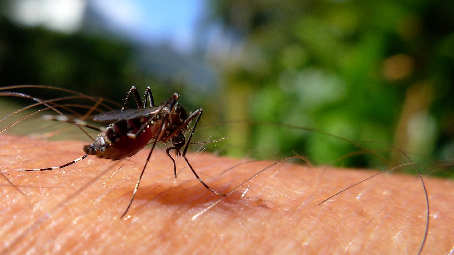 Почему укус комара. Кровососущие мошки Флорида. Малярия комар.