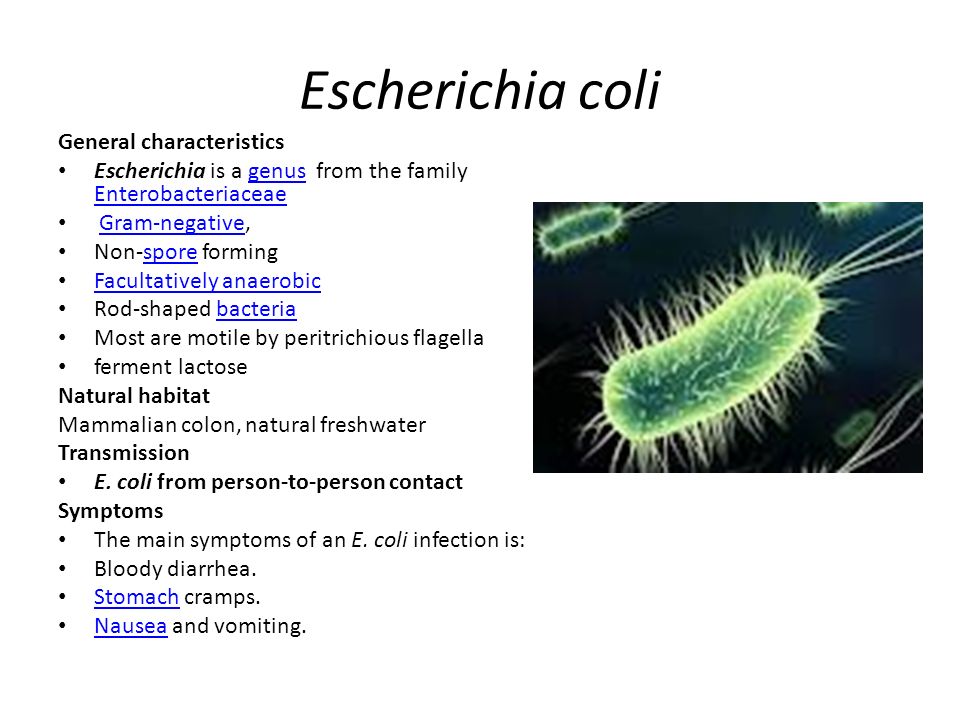 Escherichia coli что это у мужчин. Эшерихия кишечная палочка. Escherichia coli (штамм АТСС № 25922). Строение эшерихии коли. Кишечная палочка Escherichia coli.