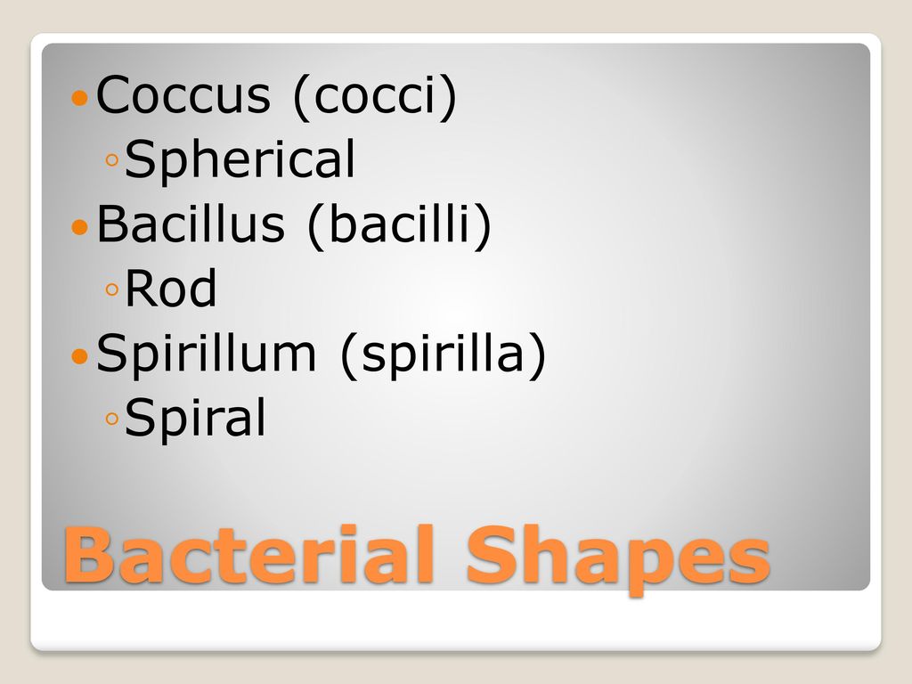 Bacterial Shapes Coccus (cocci) Spherical Bacillus (bacilli) Rod
