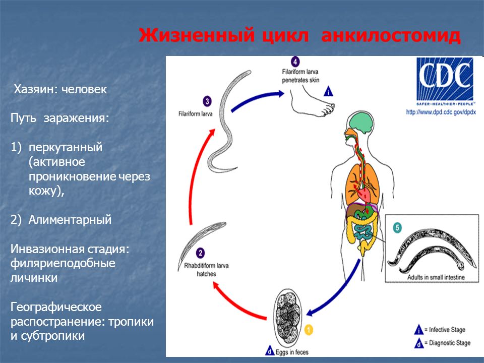 Жизненный цикл власоглава схема