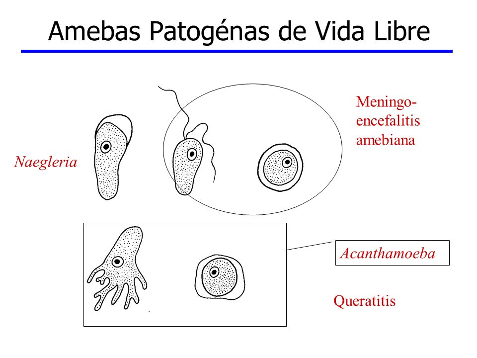 Amebas+Patog%C3%A9nas+de+Vida+Libre