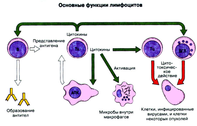 Функции клеток