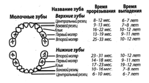 Сколько зубов должно быть у ребенка в 3-4 года, какие зубные единицы лезут в 5 лет?