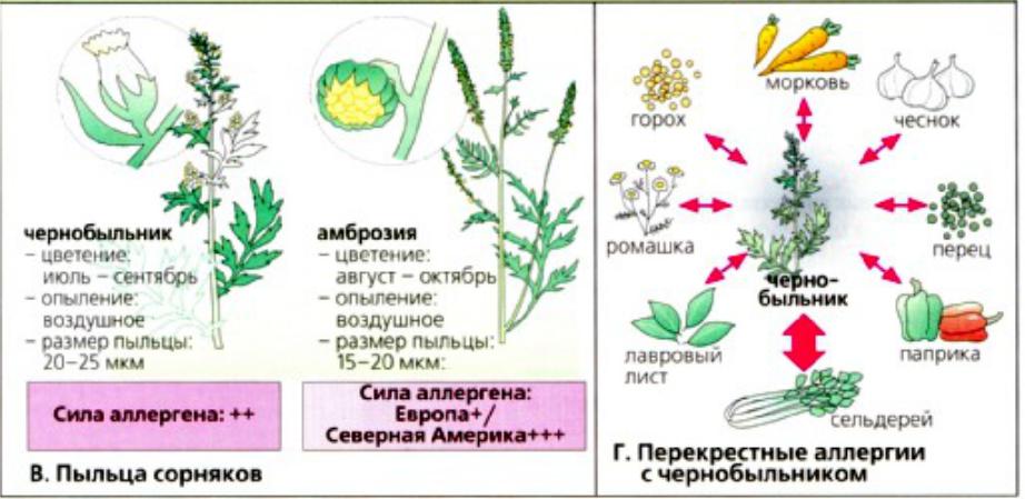 Как проявляется аллергия на цветение. Амброзия сорняк аллерген. Растения вызывающие аллергию. Перекрестные аллергены с амброзией. Аллергия на пыльцу растений.