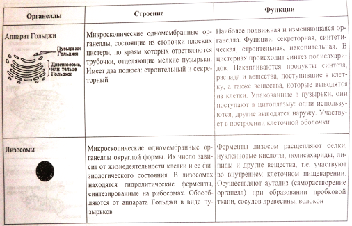 Функции органелл клетки. Одномембранные органоиды клетки их строение и функции. Одномембранные органеллы. Их строение и функции.. Органоид строение функции таблица одномембранных. Органеллы строение и функции.