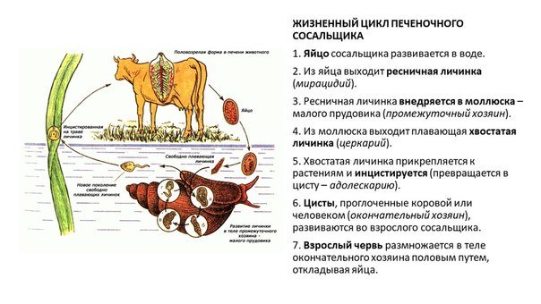 Схема жизненного цикла печеночного сосальщика. Схема жизненного цикла печеночного сосальщика таблица. Схемы жизненного цикла печеночного сосальщика и бычьего цепня.. Цикл размножения печеночного сосальщика. Жизненный цикл печеночного сосальщика.