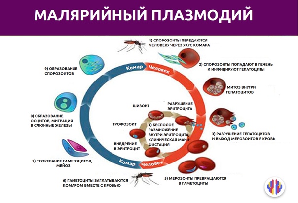Хозяев в цикле развития малярийного плазмодия. Малярийный плазмодий жизненный цикл промежуточный хозяин. Цикл малярийного плазмодия схема. Жизненный цикл малярийного плазмодия схема мирозоиты. Жизненный цикл малярийного плазмодия схема.