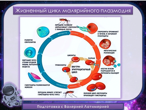 Профилактика малярийного плазмодия