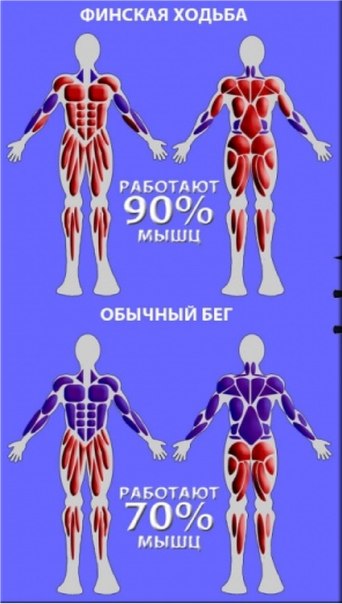 Мышцы при ходьбе. Мышцы задействованные при ходьбе. Мышцы задействованные при беге. Мышечные группы задействованные при ходьбе. Бег группы мышц.