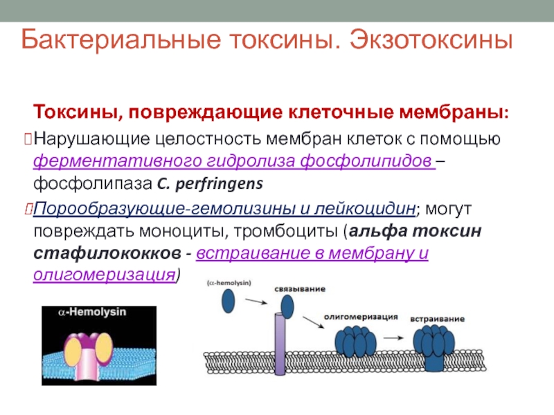 Проницаемость клеточных мембран. Механизмы действия экзотоксинов бактерий. Токсины повреждающие клеточные мембраны. Последствия повреждения клеточной мембраны.